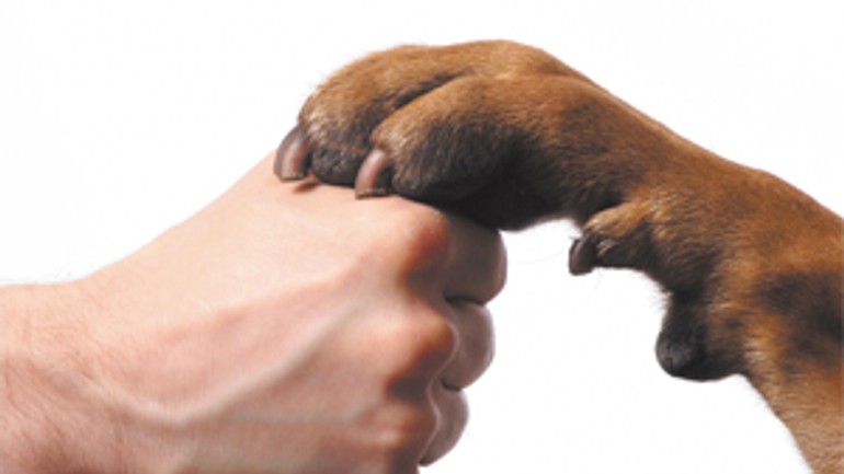 V sobotu bude v prvý psí pochod v bratislave - Ruku nato