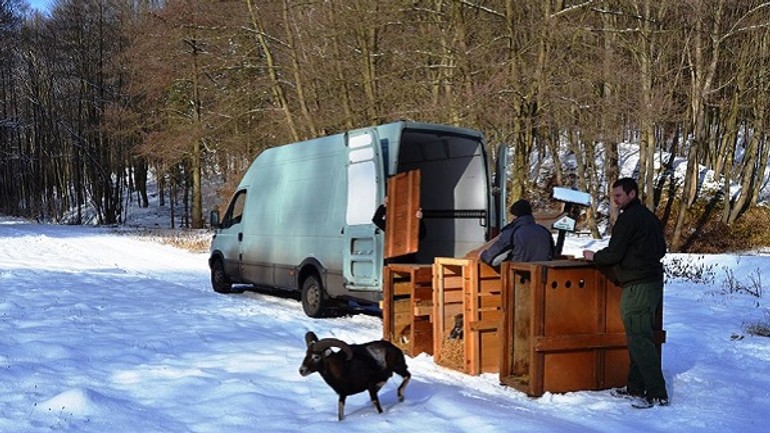 Muflony nastrel - 16114403_1881335568765454_8420056030385089315_n