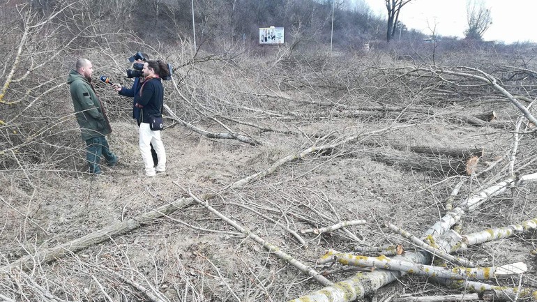 Výrub pri starom koryte Dunaja