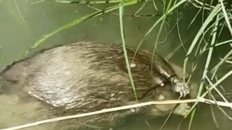 Mŕtvy bobor v Jarovskom ramene