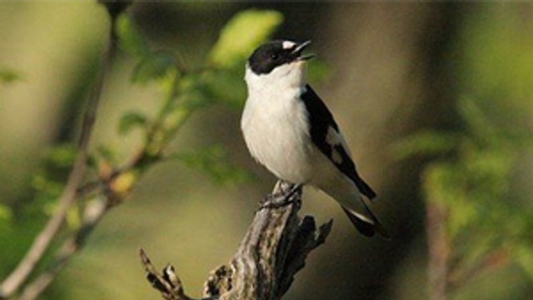 Víkend sa bol aj v znamení spoznávania vtáčích hlasov - Vtak