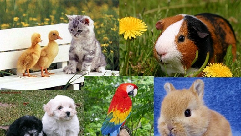 Karlova ves bude v sobotu hľadať najmilšie domáce zviera - Zvieratka