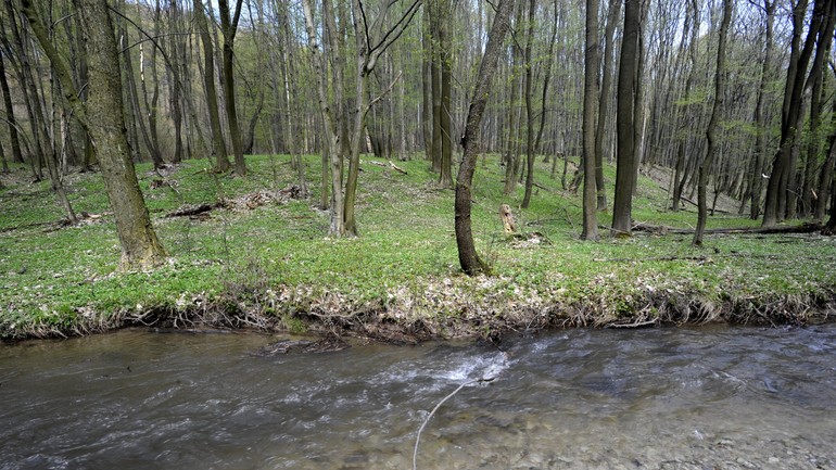 Potok Vydrica