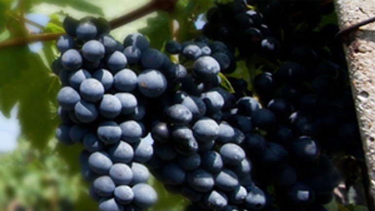 Milovníci vína si v novembri v rači prídu na svoje - Hrozno