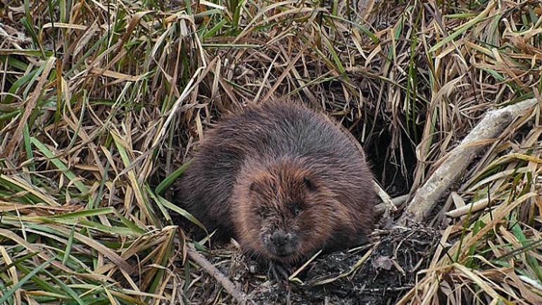 Video: do školy na tematínskej ulici sa zatúlal bobor – museli ho odchytiť ochranári! - Bobor