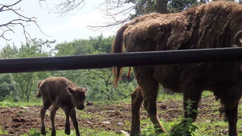 Bratislavská zoo je otvorená aj počas vianoc - zoo_zubor