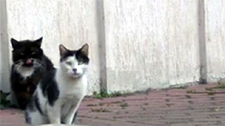 Útulok na rebarborovej končí iba dočasne, hľadá sa prevádzkovateľ - macky