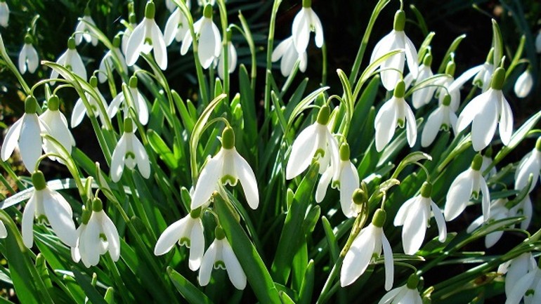 Lákajú vás snežienky? v bežnom lese si ich môžete bez obáv natrhať... - snezienky-202081