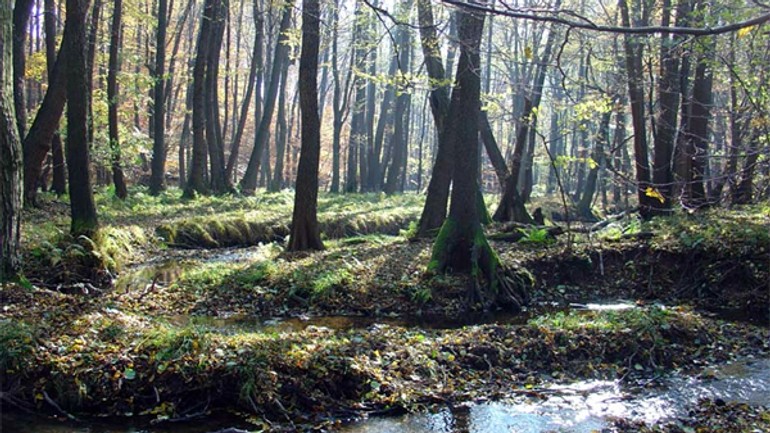 Okolo povodia vydrice vznikne bezzásahové prostredie - vydrica