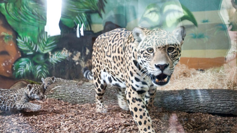 V zoo sa narodili dva jaguáre americké - Jaguar1