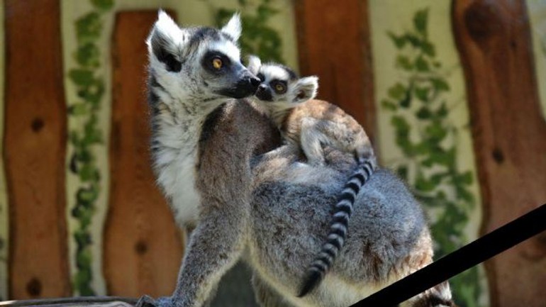 V zoo bratislava zahynuli dve lemurie samičky - lemur_samicky1