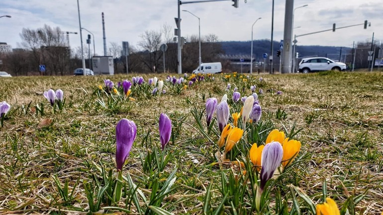 Jarné záhony v Dúbravke