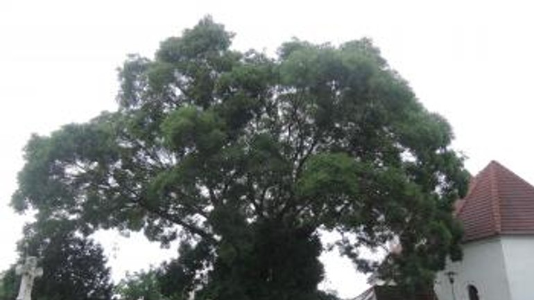 Stav sofory japonskej opäť preskúmajú dendrológovia - sofora_japonska_DNV