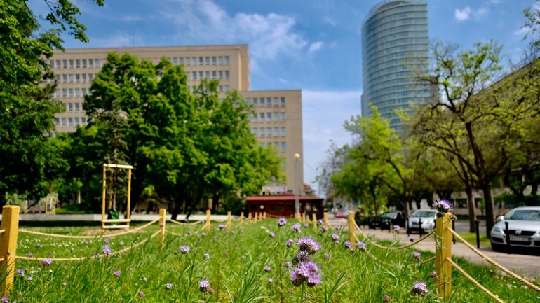 Pestrá lúčna zmes kvetov