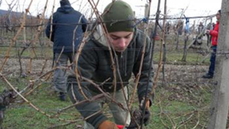 V reze viniča v sobotu súťažili takmer tri desiatky vinárov - rez_vinic