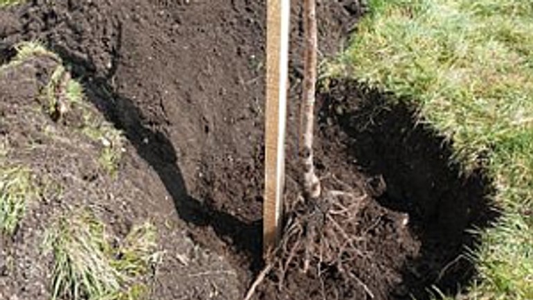 Karlova ves sadí stromy vo vlastnej réžii - strom_vysadba