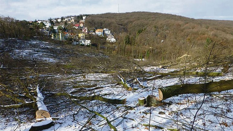 Majitelia lesov na kolibe nelegálne vyrúbali niekoľko hektárov porastu - koliba1