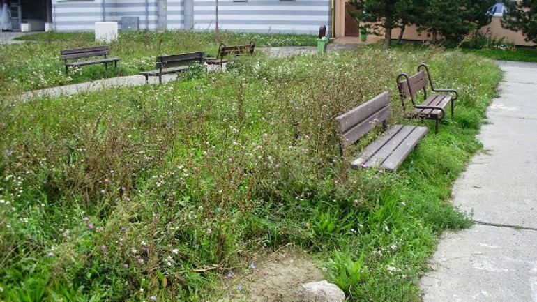 Račania sa sťažujú na nekosenie trávy, samospráva to priznáva - trava_raca