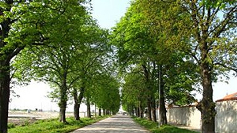 Rusovčania revitalizujú gaštanovú alej - Gastanova alej