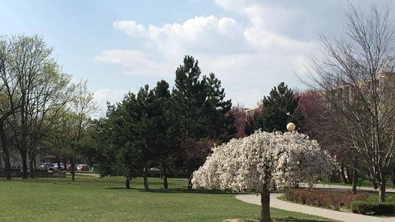 Foto: bratislavské stromy a kríky rozkvitli do nádherných farieb a podôb - Jar3