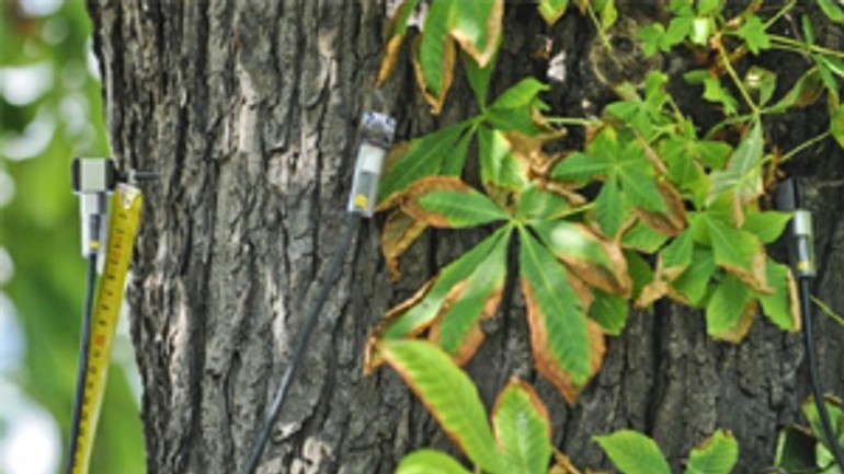 Na račku vyšetrili až 550 stromov - pagastany