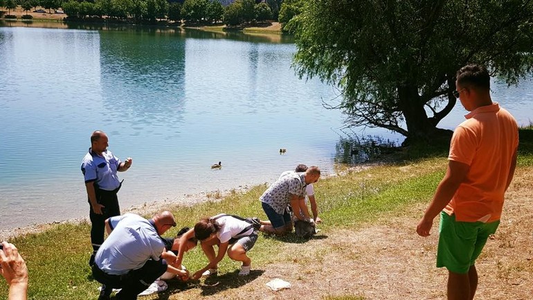 Odchyt labutí na Štrkoveckom jazere