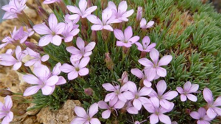 V botanickej záhrade uk v piatok otvoria výstavu skalničiek - botanicka_skalka