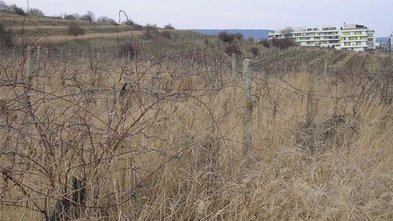 Prídu po výrube lesa na kolibe na rad aj vinice? - vinice_zanedbane1