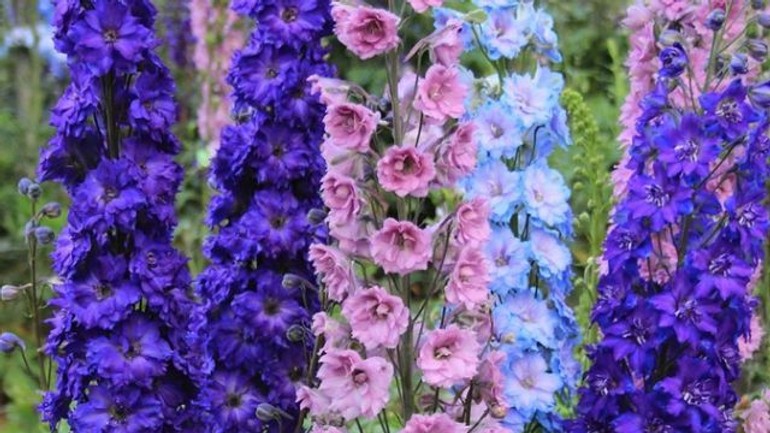 Začala sa výstava flóra - jej symbolom sa tento rok stal kvet delfinium - Delfinium