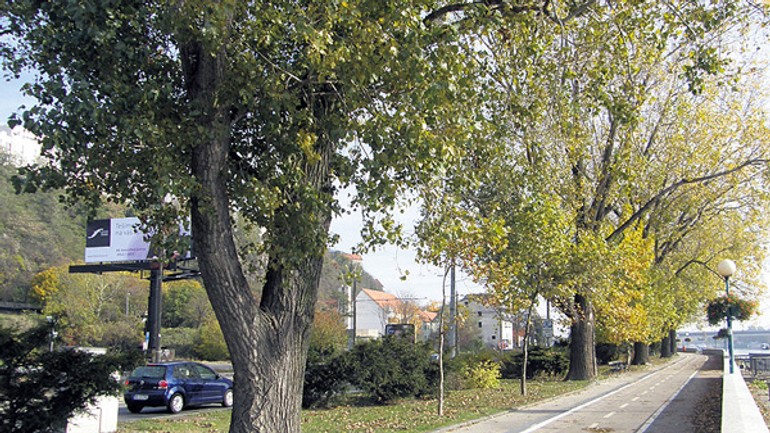 Výstavbe zuckermandlu majú ustúpiť tri topole na nábreží - Nabrezie1