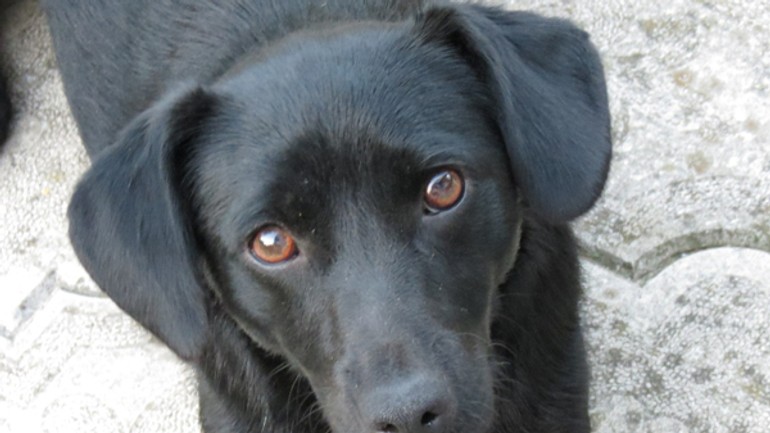 Prvý oplotený výbeh pre psy v petržalke - pes_cierny