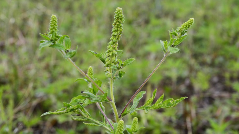 Ambrózia alergén