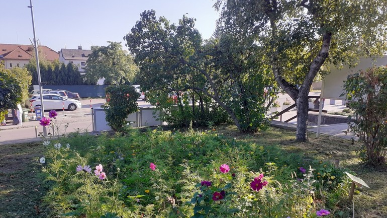 Kvety pri MiU Rača na Kubačovej