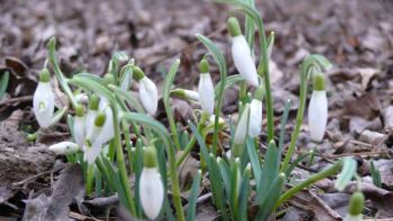 Posol jari je tu: v bratislave už rastú snežienky - t_20170224snezienky002407909