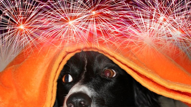 Na zábavnej pyrotechnike sa zvieratá nebavia. ako ich pred ňou chrániť? - petardy