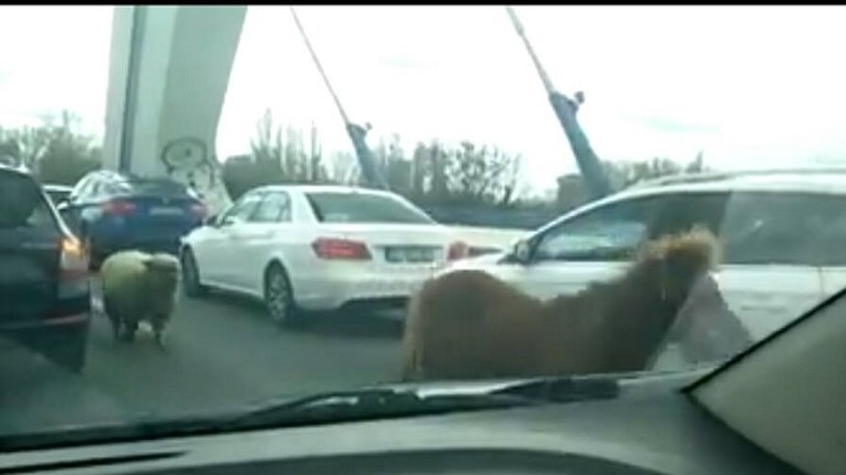 Video: po moste apollo behali popri autách poník a ovečka! - Ponik a Ovečka