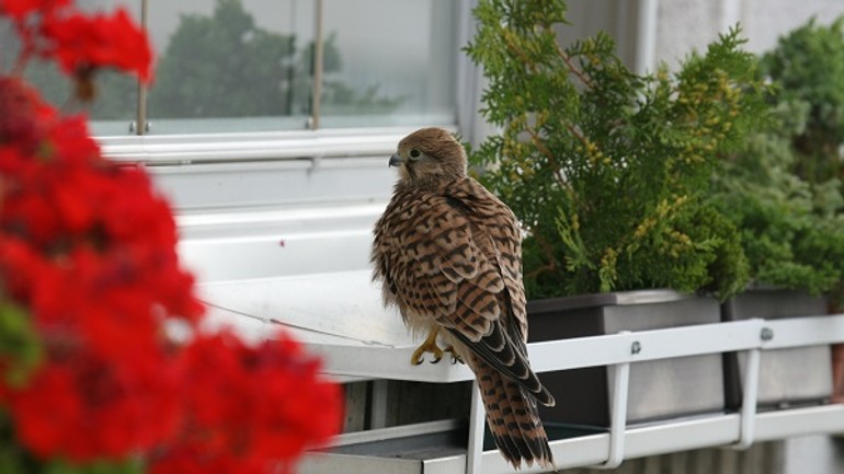 Zahniezdil sa vám na balkóne sokol? tu je pár cenných rád - Sokol_mysiar_Chavko