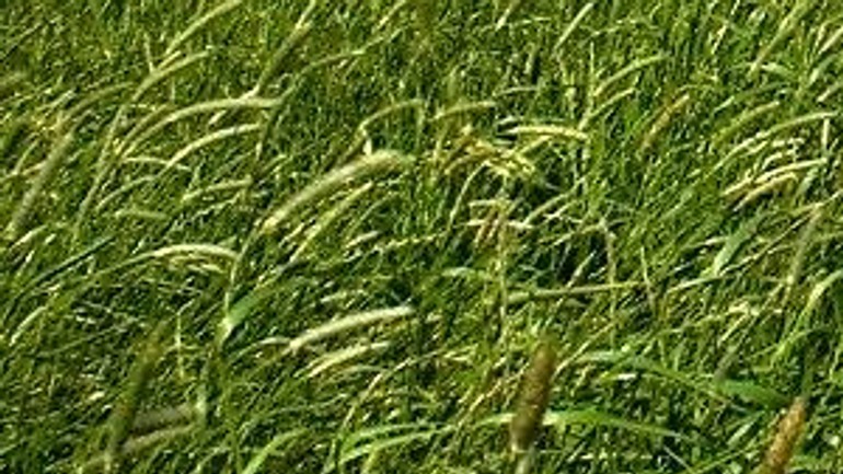 V ovzduší boli vysoké koncentrácie peľových zŕn tráv - Trava