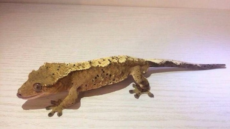 V nedeľu si prídu na svoje aj akvaristi a teraristi - gekon