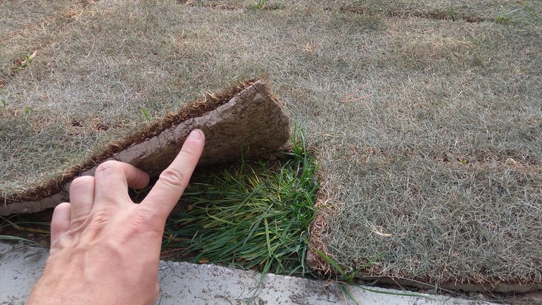 Fotka trávnika na Námestí slobody, ktorá obletele internet