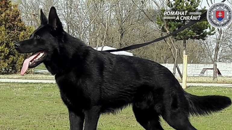 Policajti kuriózne pomáhali pri záchrane života 1,5-ročného chlapčeka - Policajny pes