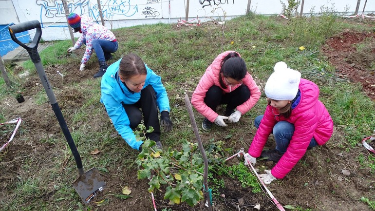 Výsadba stromov a kríkov ZŠ MAjerníkova