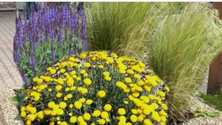 Na adopciu kvetináča majú karlovešťania čas už len do zajtra - Kvetinac