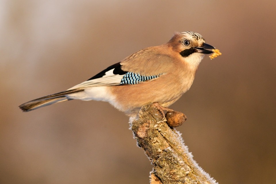 Prikrmovanie vtákov