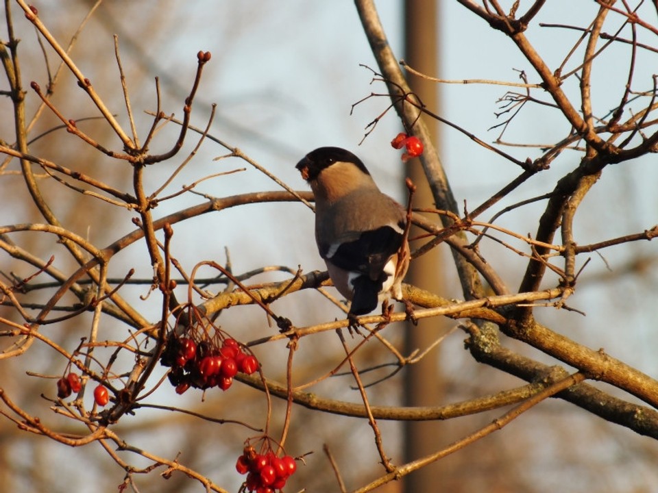 Prikrmovanie vtákov