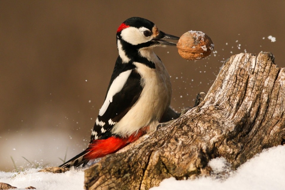 Prikrmovanie vtákov