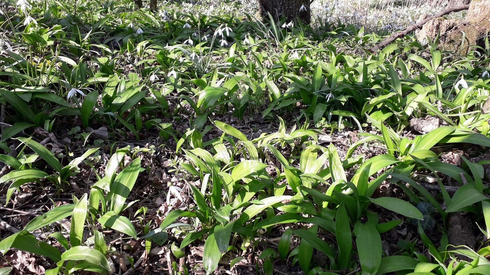 Radíme: Pri zbere medvedieho cesnaku buďte opatrní, možno si ho zameniť s jedovatými dvojníkmi