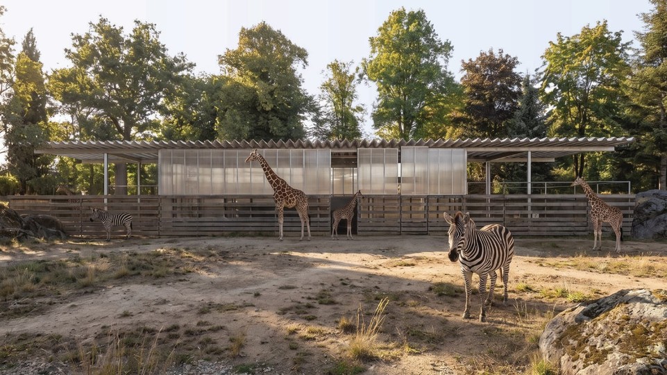 Zoo pripravuje nový výbeh pre žirafy, zebry a pštrosy. Zvieratá získajú osemkrát väčší priestor