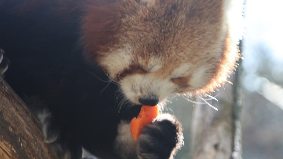 Zoologická záhrada pre horúčavy dočasne zrušila komentované kŕmenia
