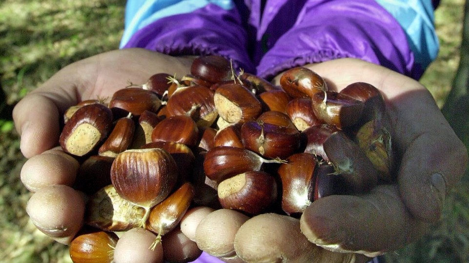 Vedeli ste? Jedlé gaštany sú významným zdrojom vitamínov i minerálnych látok